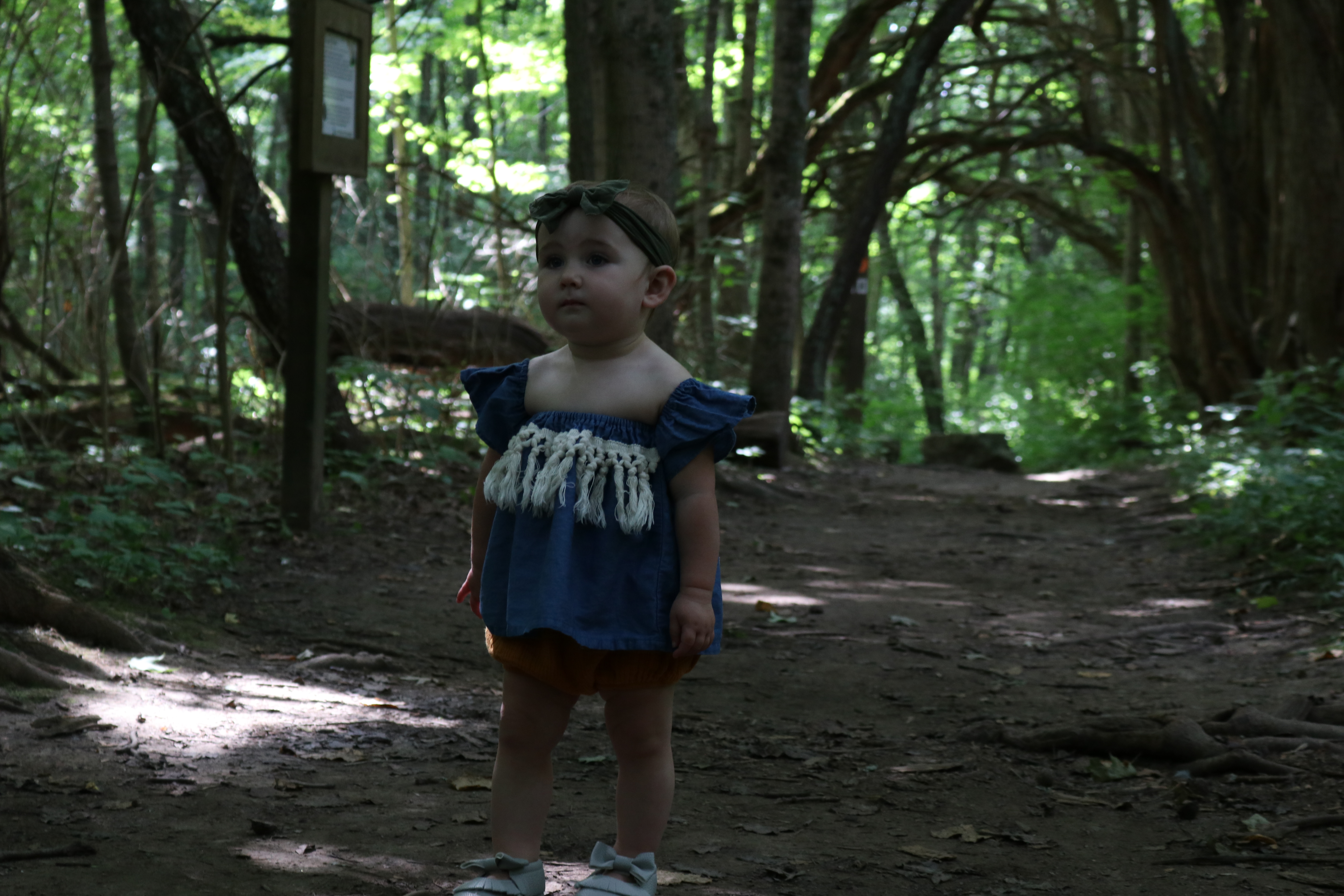 Wandering through the Forest